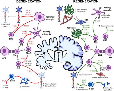 Aging and Neurodegenerative Disease: Is the Adaptive Immune System a Friend or Foe?